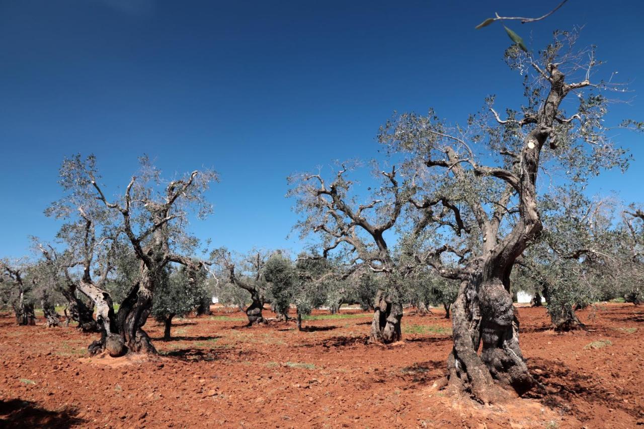 Masseria Conca D'Oro Ostuni Eksteriør billede