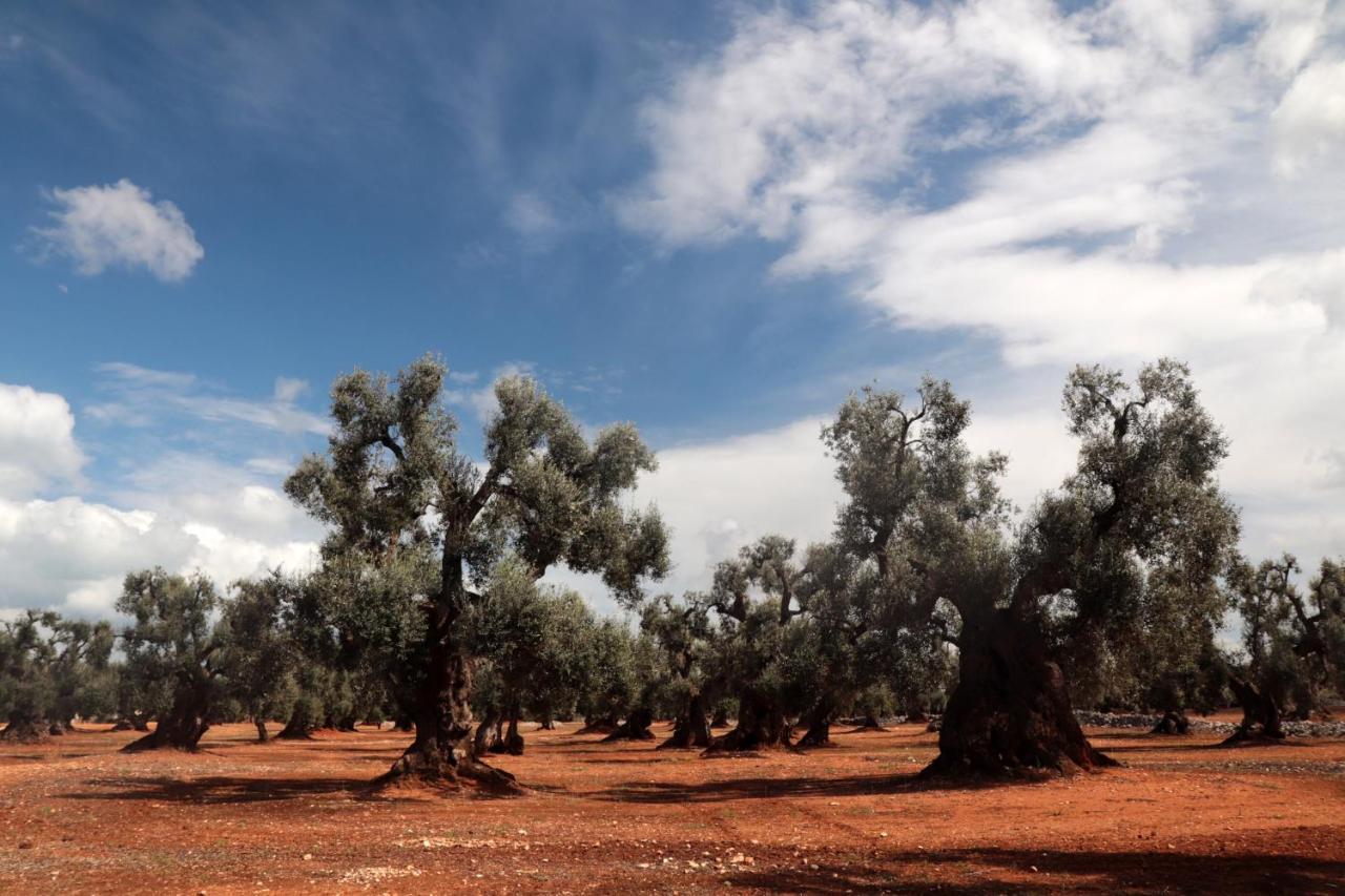 Masseria Conca D'Oro Ostuni Eksteriør billede