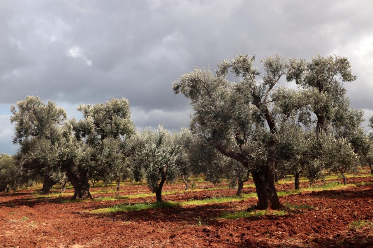 Masseria Conca D'Oro Ostuni Eksteriør billede