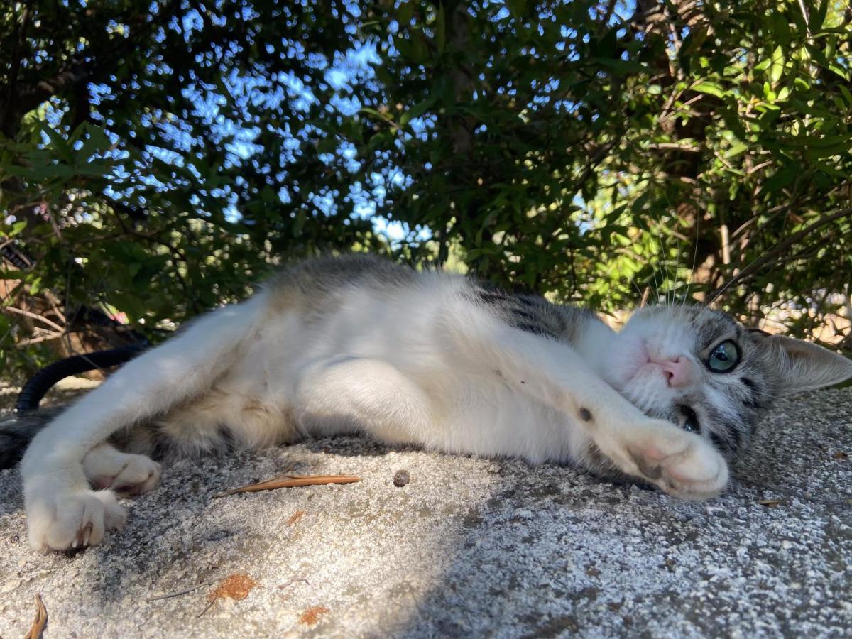 Masseria Conca D'Oro Ostuni Eksteriør billede