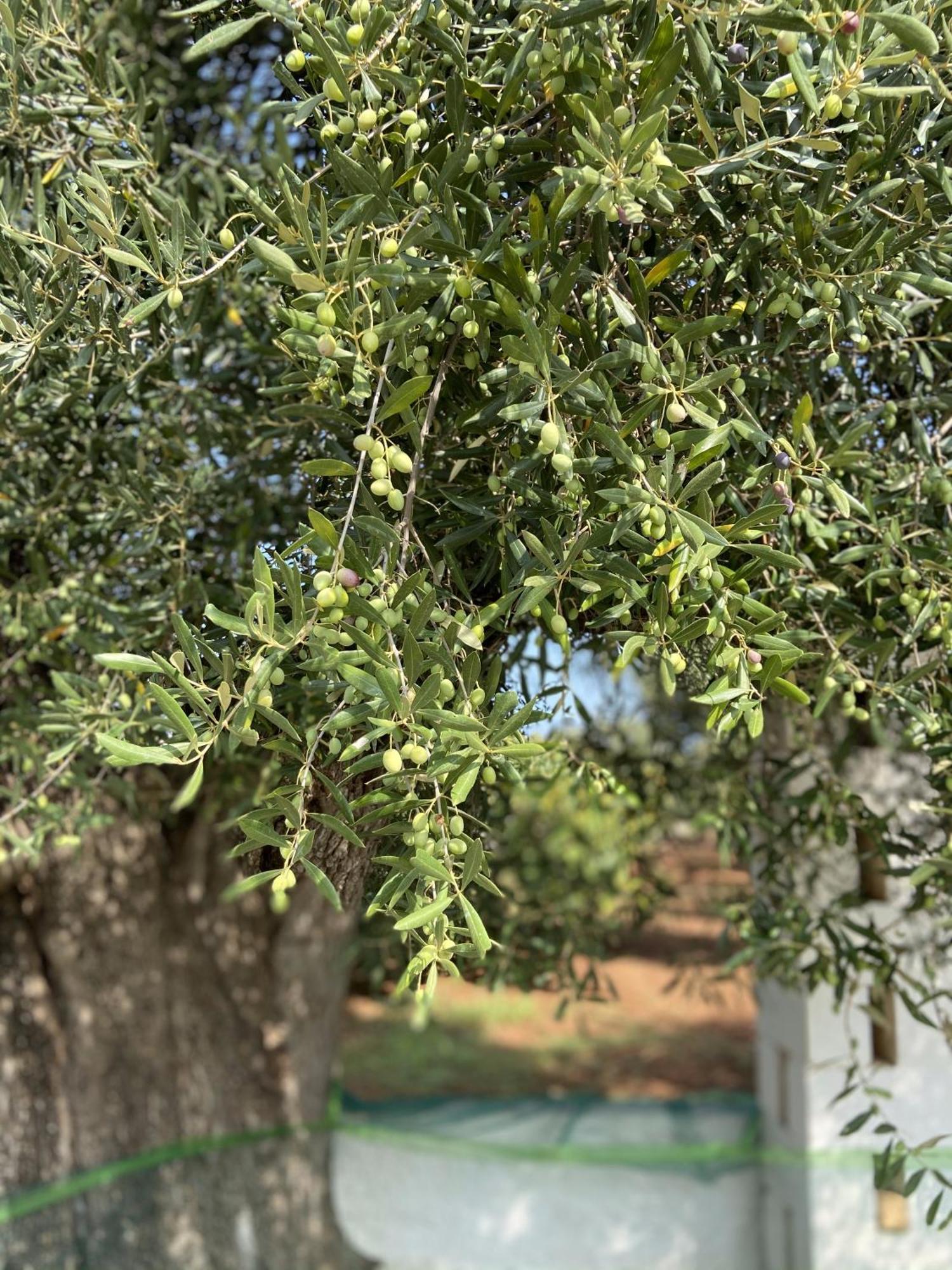 Masseria Conca D'Oro Ostuni Eksteriør billede
