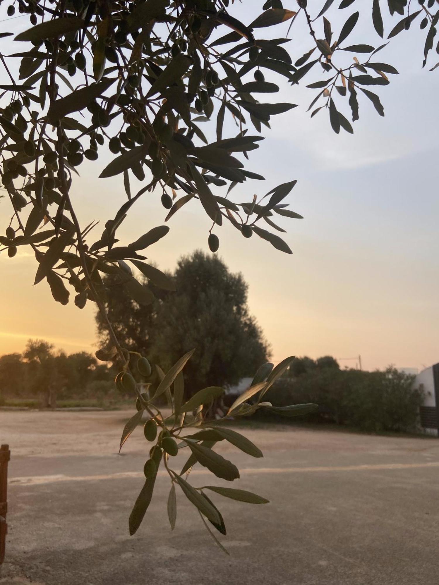 Masseria Conca D'Oro Ostuni Eksteriør billede